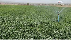 Yağmur yağmaması hububatta sıkıntı yaşatır mı? 