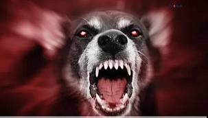 Ağrı’da da kuduz köpek saldırısı sonucu 7 kişi yaralandı