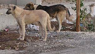 Ağrı'da Köpeklerin saldırdığı çocuk hayatını kaybetti