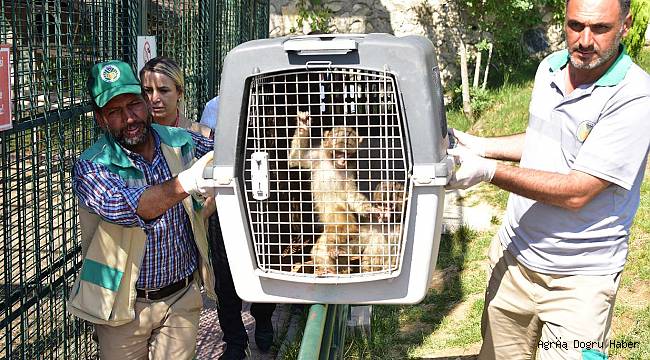 Ağrı Gürbulak Sınır Kapısı'nda yakalanan 3 Makak maymunu Malatya hayvanat bahçesine götürüldü