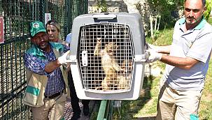 Ağrı Gürbulak Sınır Kapısı'nda yakalanan 3 Makak maymunu Malatya hayvanat bahçesine götürüldü