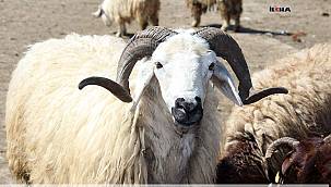 Ağrı İl Müftüsü Büyük: Kurban olarak kesilecek hayvanın bazı şartları taşıması gerekir