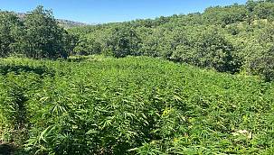 Diyarbakır'da operasyon