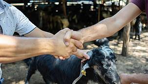  Kurban kesimi usulleri açıklandı 