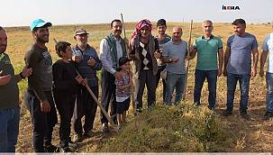 Mercimek verimi çiftçinin yüzünü güldürdü 