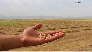 Bol yağışla geçen havalar hasattaki çiftçileri sevindirdi