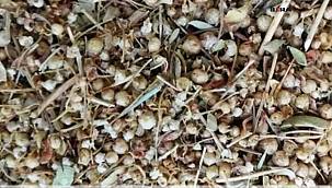 Mardin'in endemik şifalı bitkisi: İkşut otu