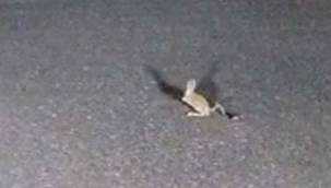 Ağrı'da görüntülendi