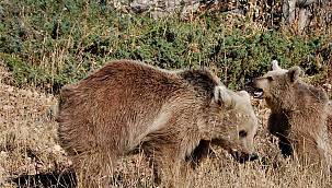 Ayı saldırısına uğrayan 2 kişi yaralandı