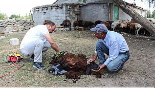 Ji bo ku mîh bi nexweşîya zerikê nekevin tên qusandin 