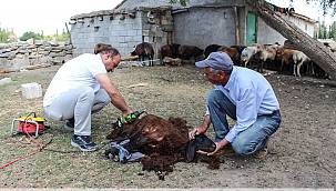 Kışın üşümesin diye koyunların yünü yazın hastalanmasınlar diye kırkılıyor