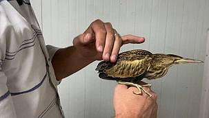 Nesli tükenmekte olan 'Balaban kuşu' Ağrı’da görüldü