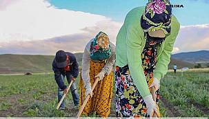 Şanlıurfa'da her sene binlerce kişi tarım işçisi olarak başka illere gidiyor