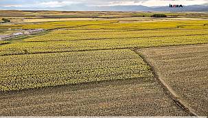 Ağrı'da 44 bin dekarlık alanda ayçiçeği ekildi