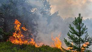 Erzurum'da orman yangını çıktı