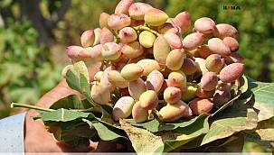 Fıstıkta 1000 ton rekolte bekleniyor 