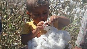 Li Çukurovayê çinîna pembû dest pê kir 