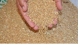 Türkiye’de buğday sıkıntısı yok