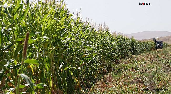  Üretici, Silajlık mısır ve ayçiçeği hasadında büyük oranda verim bekliyor
