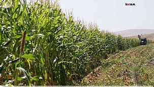  Üretici, Silajlık mısır ve ayçiçeği hasadında büyük oranda verim bekliyor