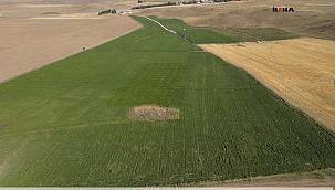 Ağrı'da devam eden meyve, sebze hasadında yüksek rekolte bekleniyor