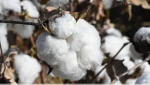 Beyaz Altının hasadı yapıldı