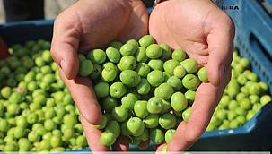 Bu yıl zeytin hasadında yüksek verim görüldü 