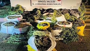 Li Çewligê ji 6 milyonî zêdetir kenewîr hat bidestxistin 