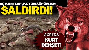 Taşlıçay'da kurtlar 350 koyunlu sürüye saldırdı