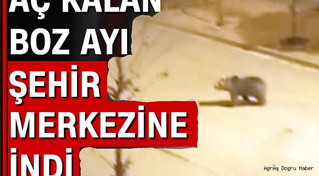 Doğubayazıt merkeze boz ayı indi