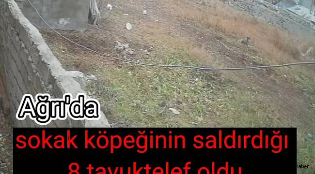 Ağrı’da sokak köpeğinin saldırdığı 8 tavuk telef oldu