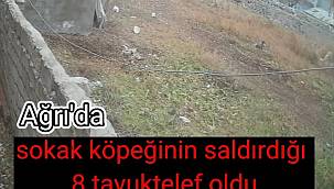 Ağrı’da sokak köpeğinin saldırdığı 8 tavuk telef oldu 