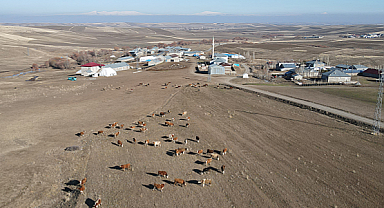 Karın yağmadığı Ağrı'da yetiştiriciler hem mutlu hem endişeli