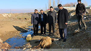 Lağım suları nedeni ile hayvanlar telef oluyor, insanlar risk altında