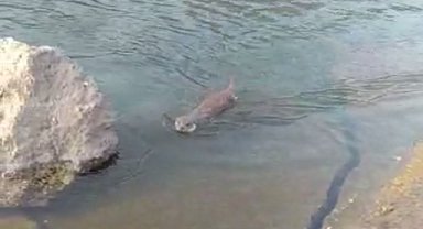 Su samuru görüldü