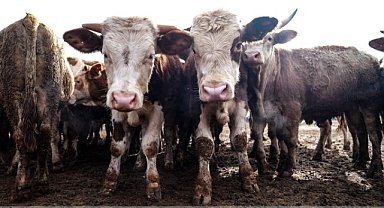 Ağrı Hayvan Borsası'nı kapatan Şap hastalığı ile ilgili bilinmesi gerekenler