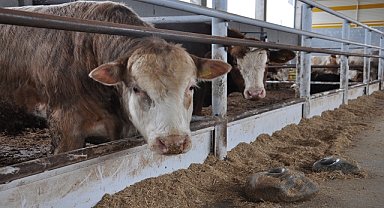 Batman Damızlık ve Sığır Yetiştiricileri Birliği Başkanvekili Durmaz: İthal et çözüm değil