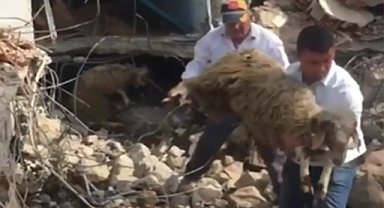 enkazdan 25 gün sonra 5 küçükbaş hayvan canlı çıkarıldı