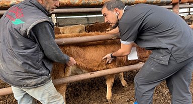 Uzmanlardan deprem bölgesinde şap virüsü uyarısı
