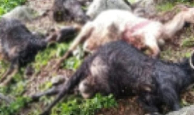 Yıldırım düşmesi sonucu keçiler telef oldu