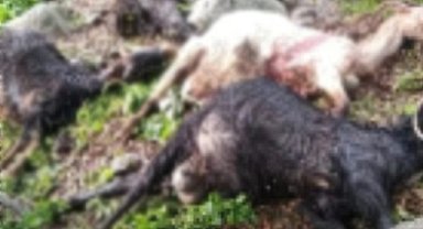 Yıldırım düşmesi sonucu keçiler telef oldu