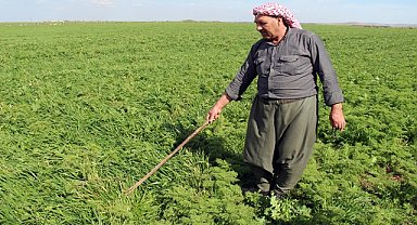 Çiftçi bu seneki verimden ümitvar