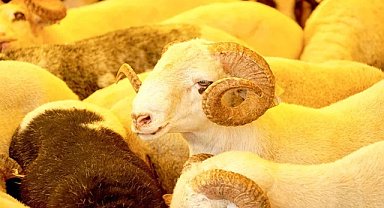 Diyanet, vekaletle kurban kesim bedellerini açıkladı