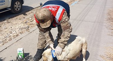 Şanlıurfa'da sokak köpeklerine "Reflektif Tasma" takıldı