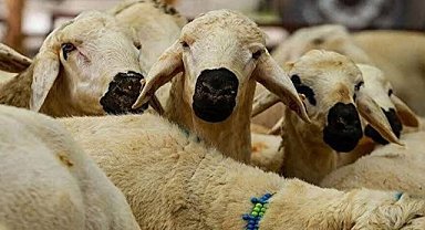 Bağlar'da kurbanlar 3 noktada kesilecek