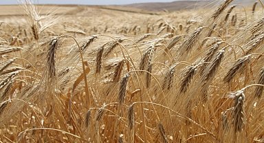 Çiftçinin yüzü gülüyor