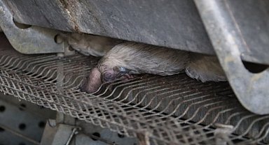 Diyarbakır'da tavuk çiftliğinde yangın: Binlercesi telef oldu