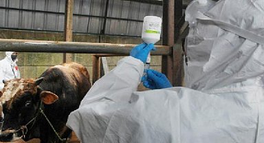 Şap tehlikesi: Yüzbinlerce büyükbaş hayvan aşılandı