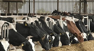 Tarım ve Orman Bakanlığı'ndan IPARD II Programı için 13'üncü başvuru çağrısı