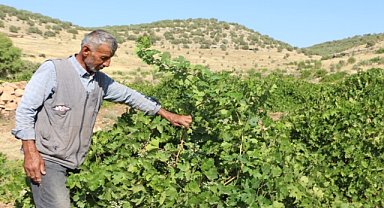 Üzümden iyi verim bekleniyor